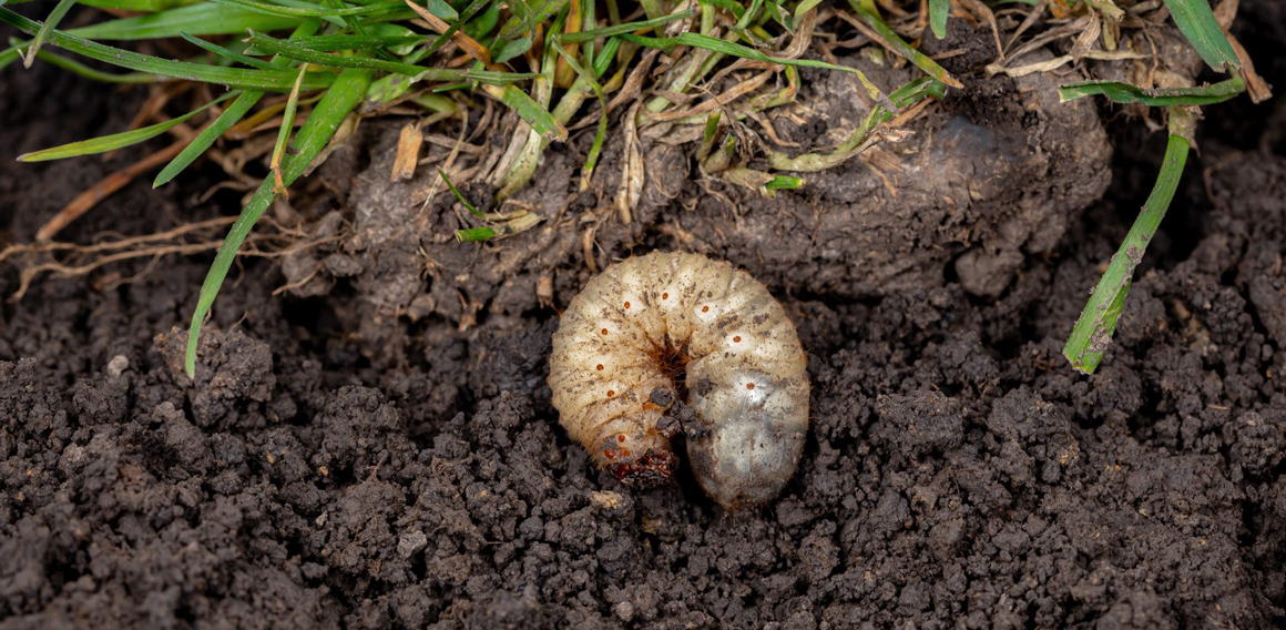 PARAZITICKÉ HLÍSTICE PROTI ŠKŮDCŮM ROSTLIN